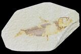 Bargain Fossil Fish (Knightia) - Wyoming #120025-1